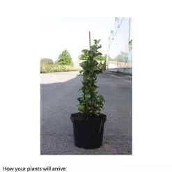 Chaenomeles X Superba 'Jet Trail' -Perfect Greenery CHAE T66127 B h