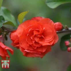 Chaenomeles 'Orange Storm' -Perfect Greenery CHAE T79995 B