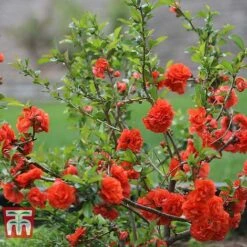 Chaenomeles 'Orange Storm' -Perfect Greenery CHAE T79995 C