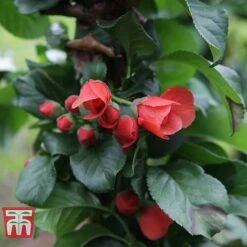 Chaenomeles 'Orange Storm' -Perfect Greenery CHAE T79995 D