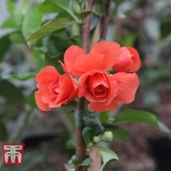 Chaenomeles 'Orange Storm' -Perfect Greenery CHAE T79995 F