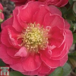 Chaenomeles 'Pink Storm' -Perfect Greenery CHAE T79996 A