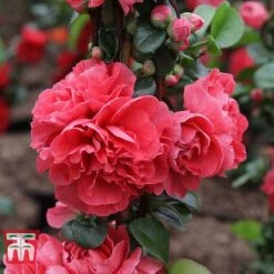 Chaenomeles 'Pink Storm' -Perfect Greenery CHAE T79996 C