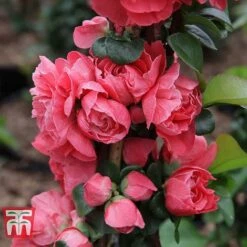 Chaenomeles 'Pink Storm' -Perfect Greenery CHAE T79996 E