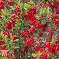 Chaenomeles 'Scarlet Storm' -Perfect Greenery CHAE T79997 B