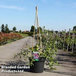 Chaenomeles Speciosa 'Toyo-Nishiki'