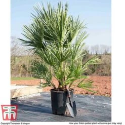 Chamaerops Humilis -Perfect Greenery CHAM T47761 L