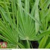 Chamaerops Humilis 2 Chamaerops Humilis -Perfect Greenery CHAM T47762 A1