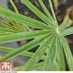 Chamaerops Humilis -Perfect Greenery CHAM T47762 D1