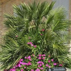 Chamaerops Humilis -Perfect Greenery CHAM T47762 NOW1