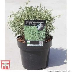 Chamaecyparis Lawsoniana 'Pearly Swirls' -Perfect Greenery CHAM T66131 C