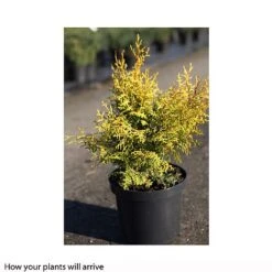 Chamaecyparis Obtusa 'Lucas' -Perfect Greenery CHAM T66133 A h