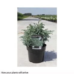 Chamaecyparis Pisifera 'Boulevard' -Perfect Greenery CHAM T66137 A h