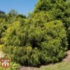 Chamaecyparis Pisifera 'Filifera Aurea' -Perfect Greenery CHAM T66138 D