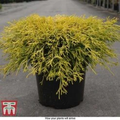 Chamaecyparis Pisifera 'Filifera Aurea' -Perfect Greenery CHAM T66138 E