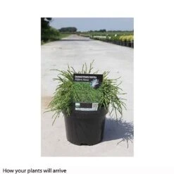 Chamaecyparis Pisifera 'Filifera Nana' -Perfect Greenery CHAM T66139 B h