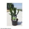 Chamaecyparis Pisifera 'Teddy Bear' 2 Chamaecyparis Pisifera 'Teddy Bear' -Perfect Greenery CHAM T66140 A h
