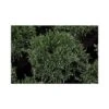 Chamaecyparis Pisifera 'White Pygmy' -Perfect Greenery CHAM T66141 A h