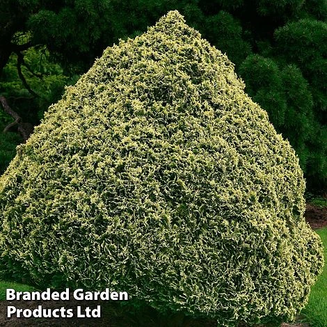 Chamaecyparis Lawsoniana 'Pygmaea Argentea' 3 Chamaecyparis Lawsoniana 'Pygmaea Argentea'