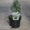 Chamaecyparis Thyoides 'Blue Rock' -Perfect Greenery CHAM BLUEROCK S45294