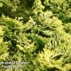 Chamaecyparis Obtusa 'Butterball' -Perfect Greenery CHAM BUTTERBAL L30364