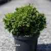 Chamaecyparis Pisifera 'Golden Pincushion' -Perfect Greenery CHAM GOLDENP5L S30686