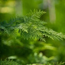 Chamaecyparis Lawsoniana 'Ivonne' -Perfect Greenery CHAM IVONNE S45283 NOW