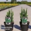Chamaecyparis Lawsoniana 'Little Spire' -Perfect Greenery CHAM LITTLES3L S30701