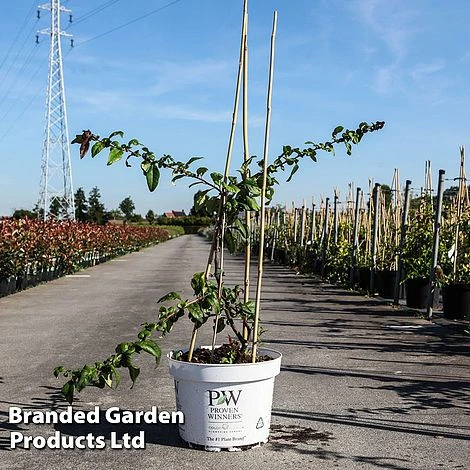 Chaenomeles Speciosa 'Mango Storm' 3 Chaenomeles Speciosa 'Mango Storm'