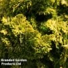 Chamaecyparis Obtusa 'Nana Aurea' -Perfect Greenery CHAM NANAAUREA S45287