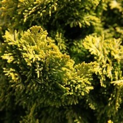 Chamaecyparis Obtusa 'Nana Aurea' -Perfect Greenery CHAM NANAAUREA S45287 NOW