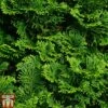 Chamaecyparis Obtusa 'Nana Gracilis' -Perfect Greenery CHAM NANAGRACI L06750W