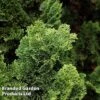 Chamaecyparis Obtusa 'Brigitte' 1 Chamaecyparis Obtusa 'Brigitte' -Perfect Greenery CHAM OBTUSA L30362