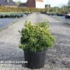 Chamaecyparis Obtusa 'Tsatsumi Gold' -Perfect Greenery CHAM TSATSUMIG S45288