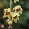 Chimonanthus Praecox -Perfect Greenery CHIM T58138 B