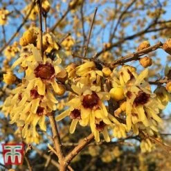 Chimonanthus Praecox -Perfect Greenery CHIM T58138 C