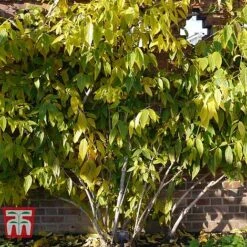 Chimonanthus Praecox -Perfect Greenery CHIM T58138 E