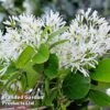 Chionanthus Retusus -Perfect Greenery CHIO RETUSUS L44985