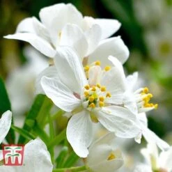 Choisya X Dewitteana 'Aztec Pearl' -Perfect Greenery CHOI T66143 C