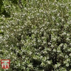 Choisya X Dewitteana 'Aztec Pearl' -Perfect Greenery CHOI T66143 D