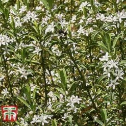 Choisya X Dewitteana 'Aztec Pearl' -Perfect Greenery CHOI T66143 E