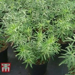 Choisya X Dewitteana 'Aztec Pearl' -Perfect Greenery CHOI T66143 F