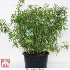 Choisya X Dewitteana 'Aztec Pearl' -Perfect Greenery CHOI T66143 G