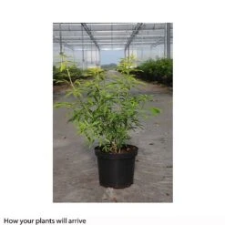 Choisya X Dewitteana 'Goldfingers' -Perfect Greenery CHOI T66144 B h