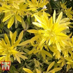 Choisya X Dewitteana 'Goldfingers' -Perfect Greenery CHOI T66144 F