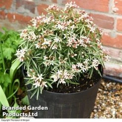 Choisya 'Little Bee' -Perfect Greenery CHOI WKC1582 C1