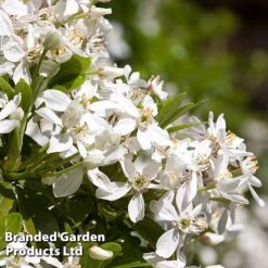 Evergreen Patio Shrub Collection -Perfect Greenery CHOI TERNATA L30898