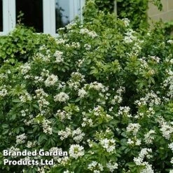 Evergreen Patio Shrub Collection -Perfect Greenery CHOI TERNATA S30899