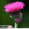 Cirsium Rivulare 'Atropurpureum' -Perfect Greenery CIRS ATROPURPUR T00281