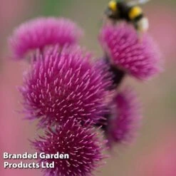 Cirsium Rivulare 'Atropurpureum' -Perfect Greenery CIRS ATROPURPU S42351